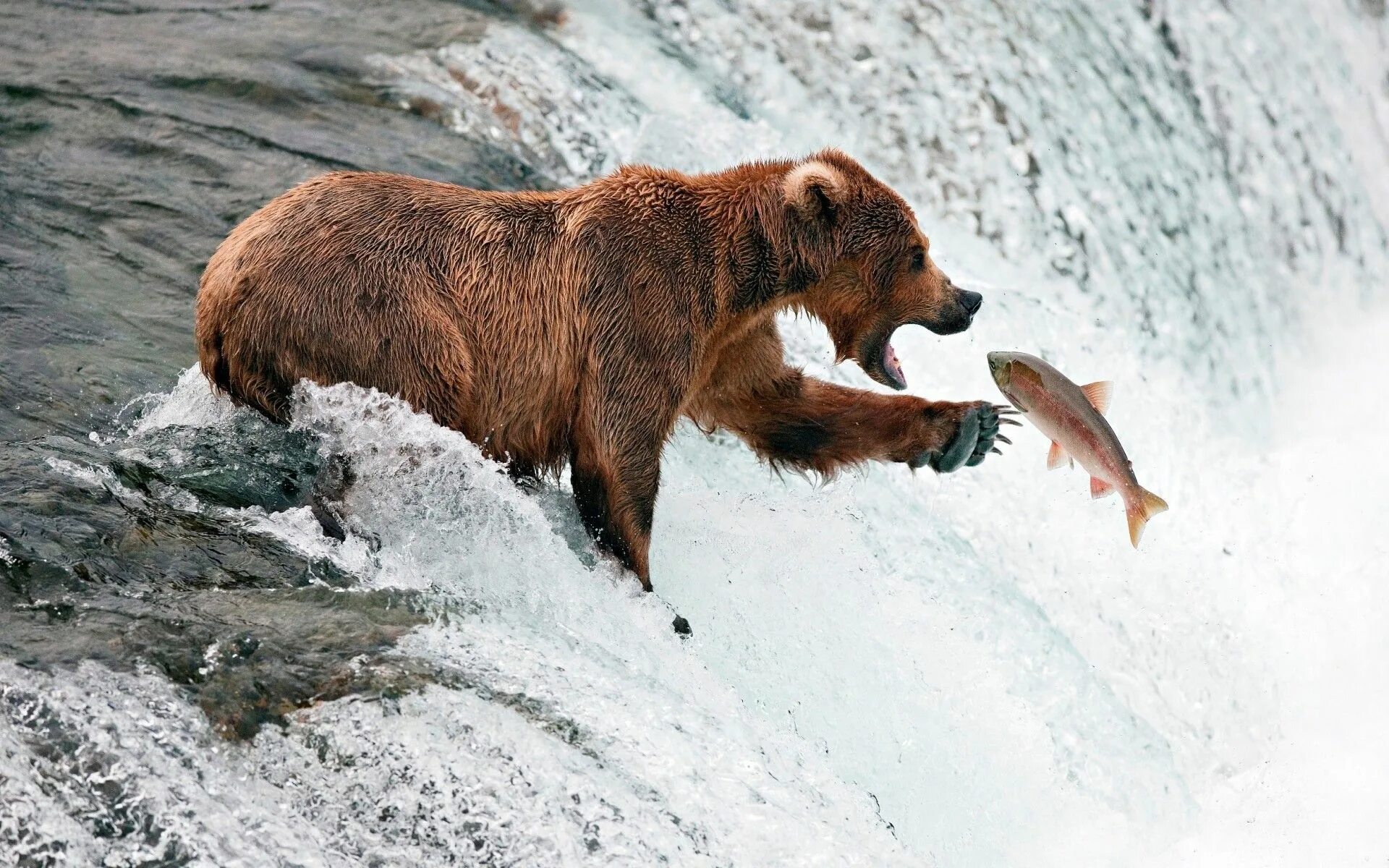 Bear s eye. Медведь Гризли охотится на лосося. Северная Америка медведь Гризли. Медведь Гризли ловит лосось. Гризли североамериканский бурый медведь.