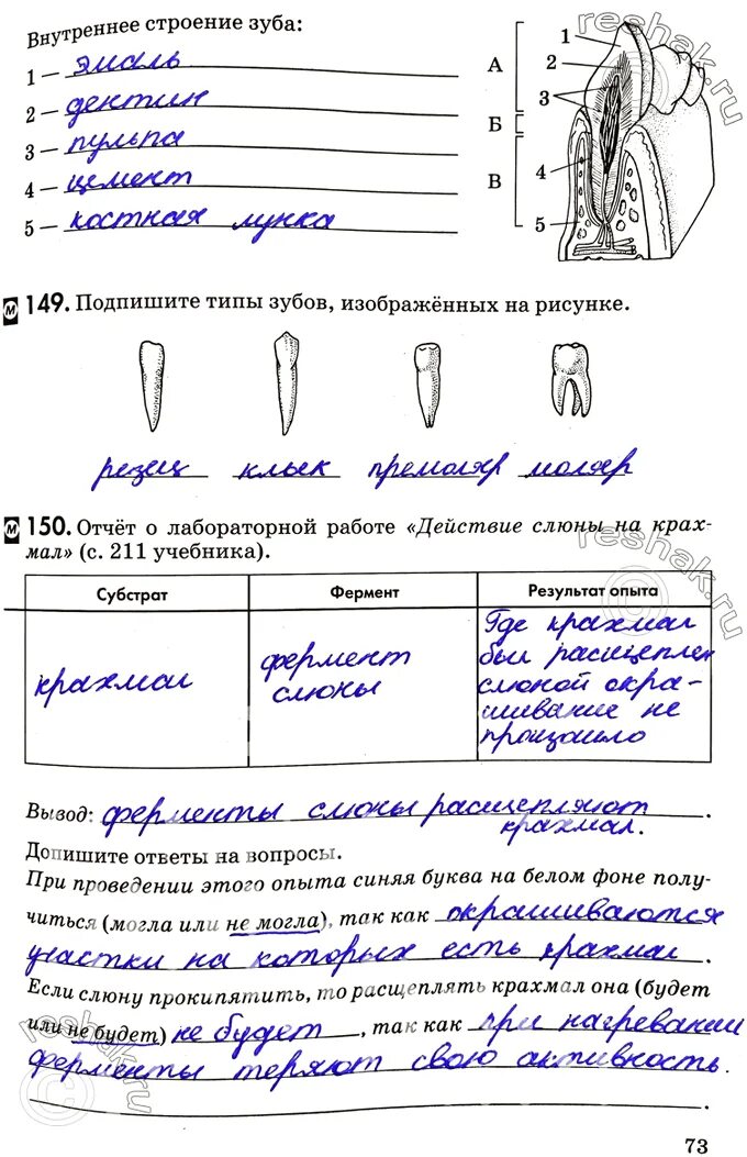 Лабораторная работа по биологии 8 класс зубы. Отчет по лабораторной работе. лабораторная работа строение зуба. подпишите типы зубов изображенных на рисунке. лабораторная работа внешнее строение зубов.