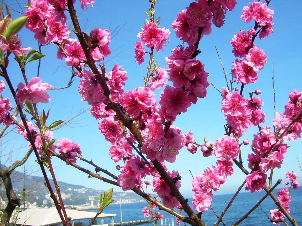 Что цветет розовыми цветами в крыму. Цветение Сакуры в Ялте. Сакура зацвела Ялта. Сакура цветет в Севастополе. Сакура цветет в Крыму.