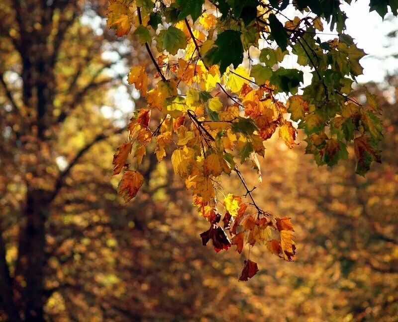 Целый день осыпаются с кленов силуэты. Осень чтоб надежды наши были не напрасны. Целый день осыпаются с кленов силуэты багровых сердец. Осеннее утро. Обрываются речи влюбленных улетает.