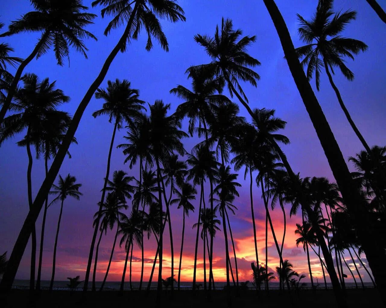 Пальма Тенерифе. Пальмы на закате. Тропический пейзаж. Лето пальмы.