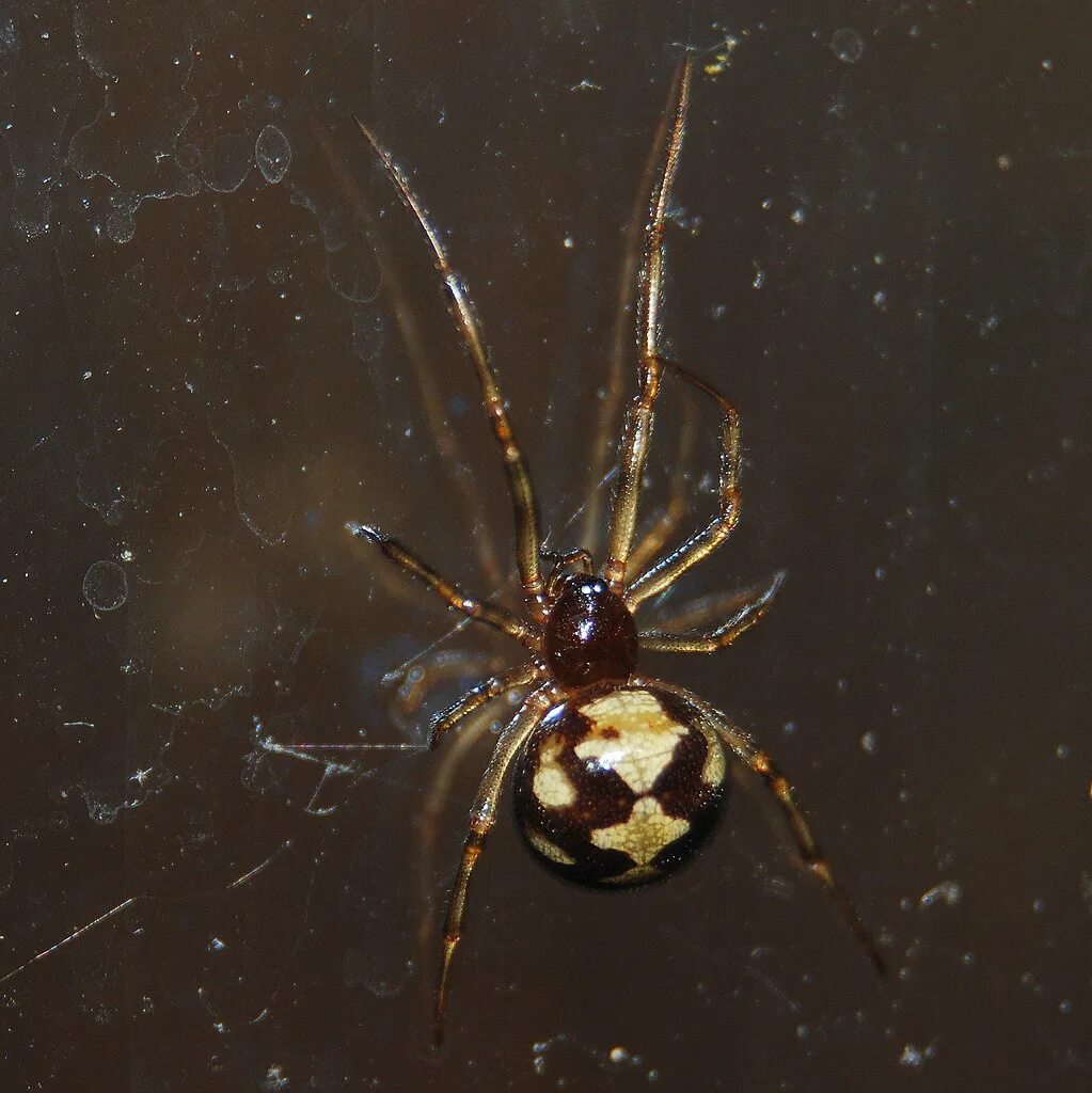 Steatoda triangulosa. Стеатода самка. Домовый паук стеатода. Стеатода самец. Стеатода крупная