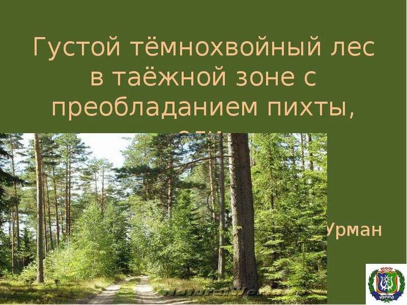 Лесная зона умеренного пояса с преобладанием хвойных. Кедр темнохвойная Тайга. Ель Сибирская темнохвойная. Темнохвойные Таежные леса. Растительность темнохвойных лесов.