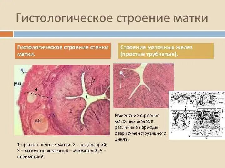 Строение эндометрия. Слои стенки матки гистология. Матка трубчатые железы гистология. Маточные железы строение гистология. Срез стенки матки гистология.