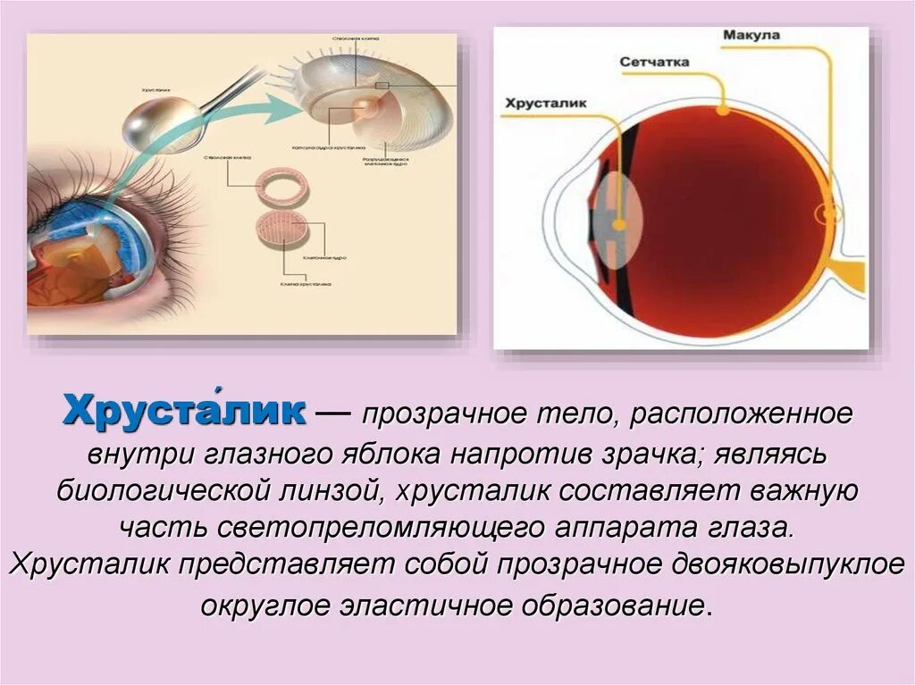 Хрусталик глазного яблока. Двояковыпуклое тело глазного яблока. Двояковыпуклый хрусталик. Хрусталик глаза функции. Место в сетчатке напротив зрачка