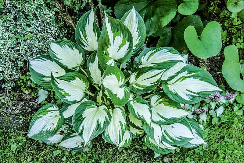 Хоста гибридная Fire and Ice. Хоста гибридная Файр энд айс. Хоста "Fire and Ice" (Hosta). Хоста гибридная Hosta Fire and Ice.