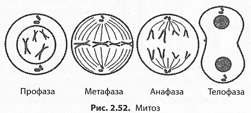 4n4c какая фаза. Фазы деления клетки митоз. Деление клетки митоз схема. Схема митоза профаза метафаза анафаза телофаза. Фаза профаза рисунок.