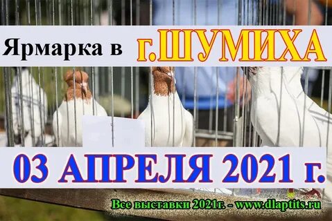 Выставки голубей в 2024 году в воронеже