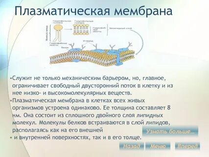 Для чего нужна мембрана