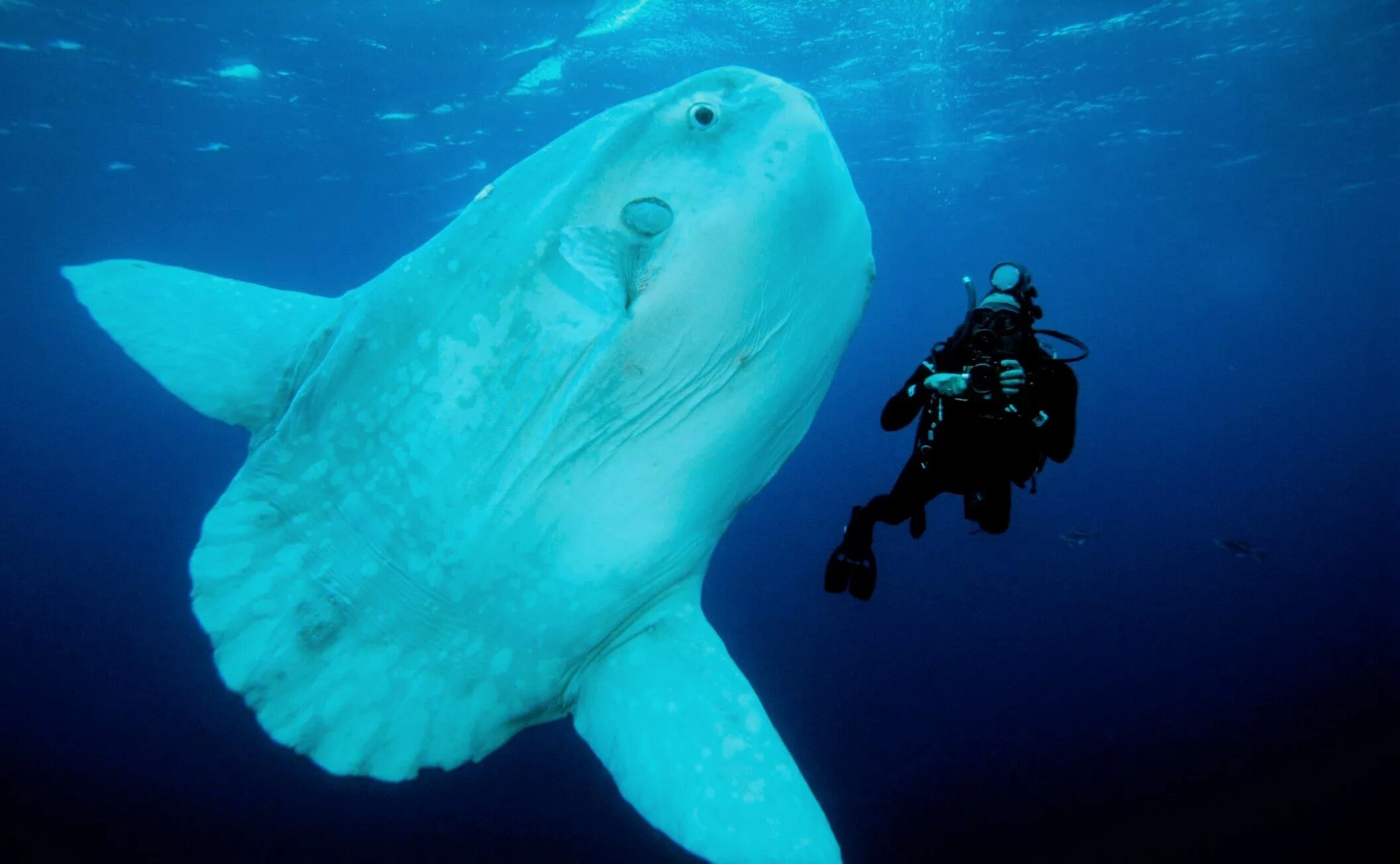 Южный мол севастополь. (mola mola) рыба солнца. Мол (насип). Картинка мола. Mola mola рыба.