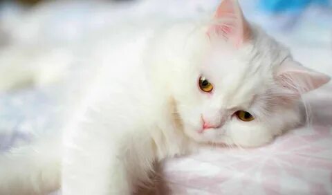 Обернусь я белой кошкой да залезу