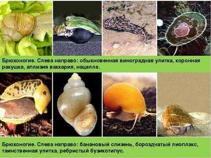 Брюхоногие моллюски примеры
