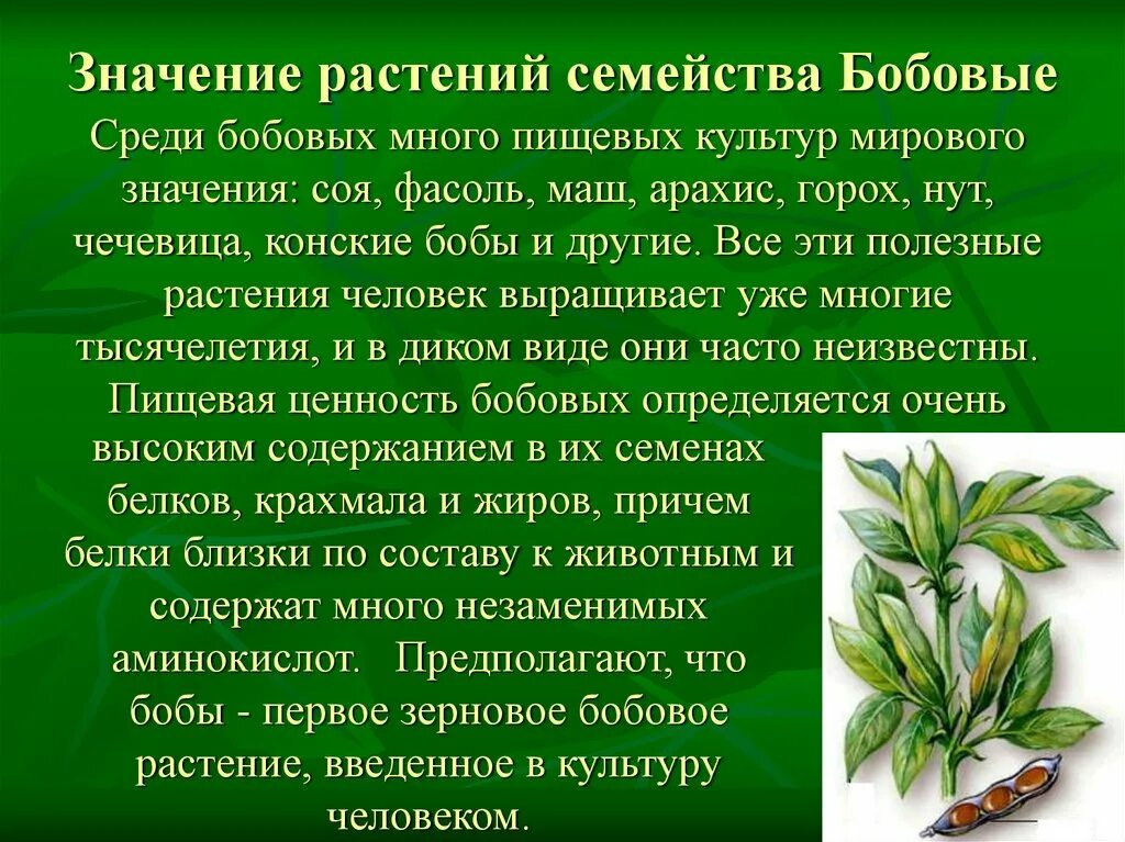 Растения семейства бобовых. Характеристика семейства бобовые. Значение семейства бобовых. Значение растений семейства бобовые. Семейство бобовые роль в природе