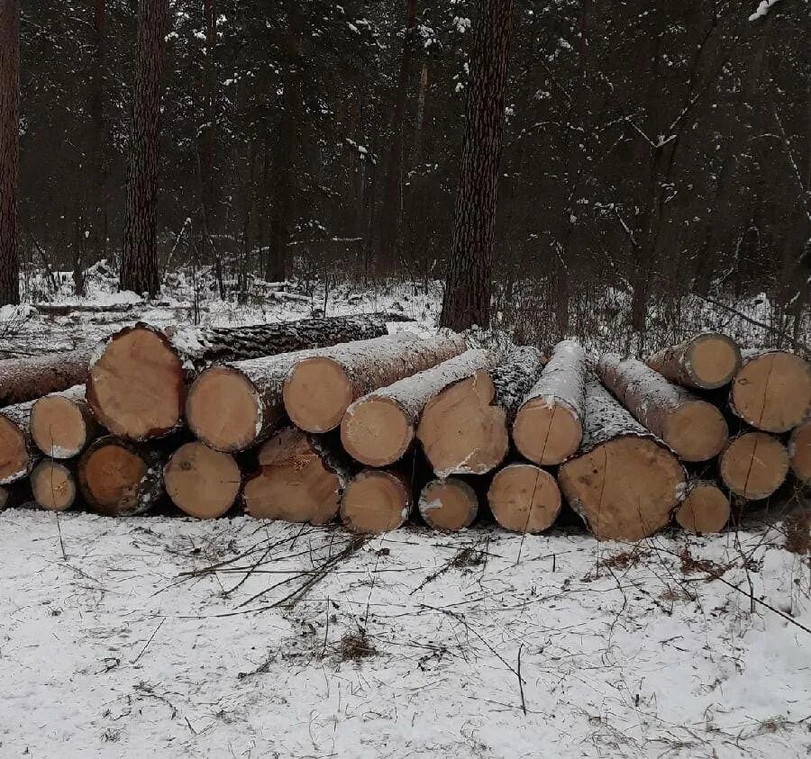 Пилим валежник