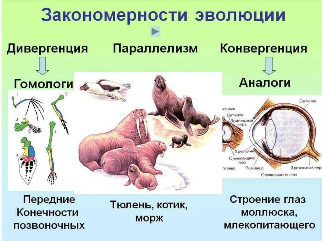 Дивергентные 3. Типы эволюционных изменений параллелизм конвергенция дивергенция. Дивергенция и конвергенция параллелизм в биологии. Эволюционные процессы конвергенция и дивергенция ЕГЭ. Закономерность эволюции конвергенция.