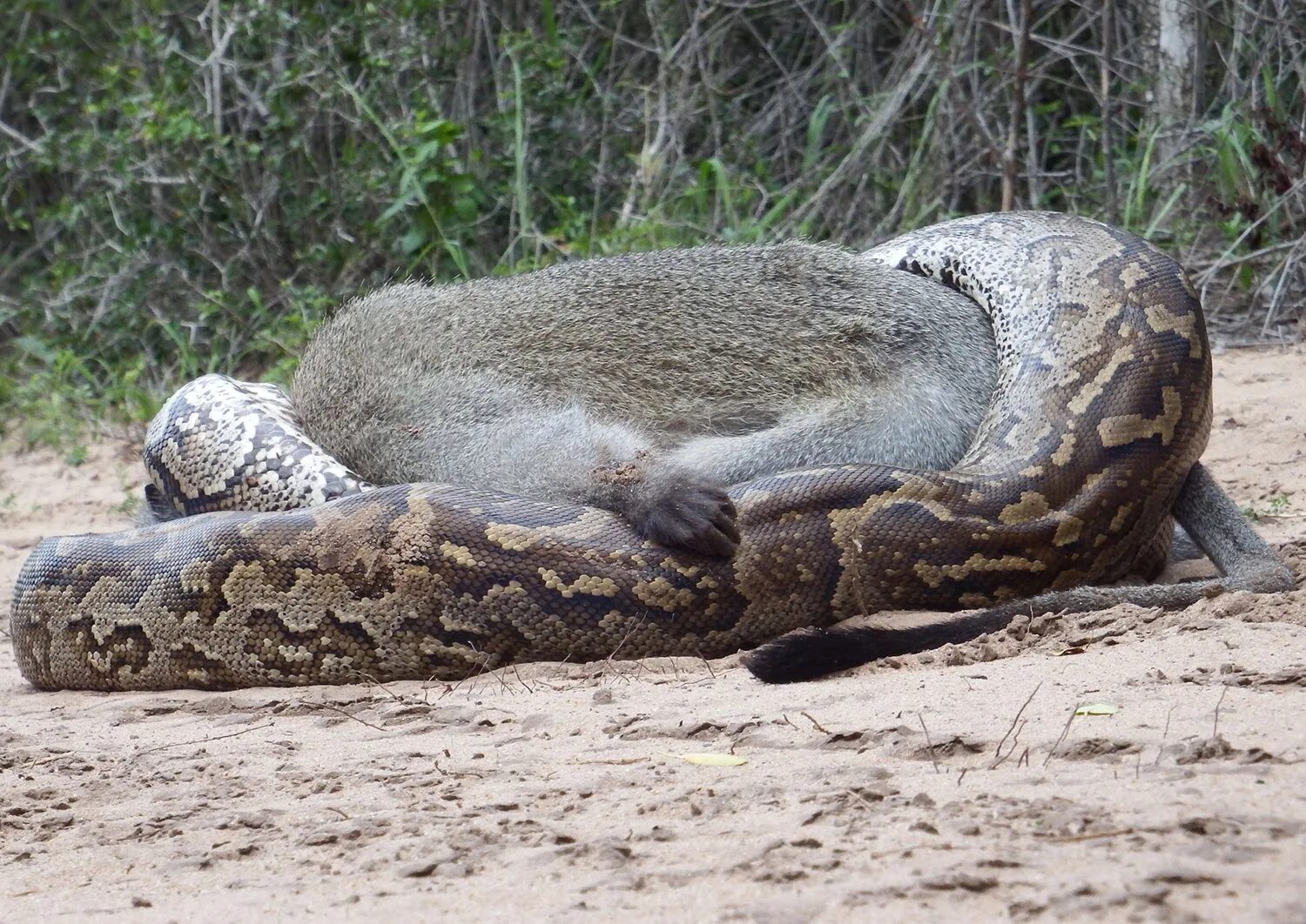 Large python