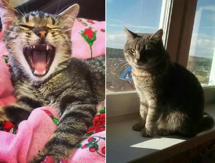 Получить кошку