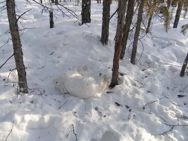 Как ставить петли на зайца зимой правильно. Петля на зайца. зимние ловушки на зайца.