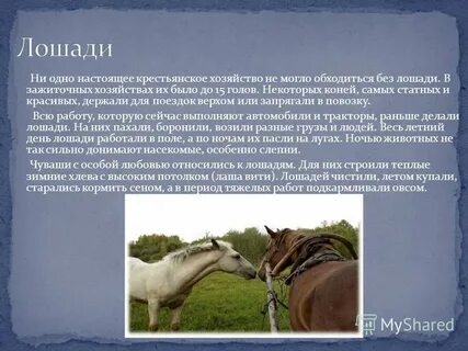 Роль лошадей в жизни