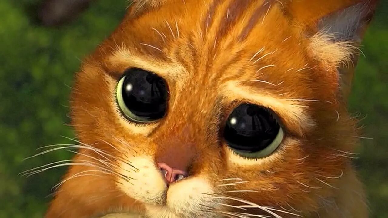 Кот Шрек глаза. Жалостливые глаза кота из Шрека. Глазки кота из Шрека. Кот из Шрека с большими глазами. Глазки шрека