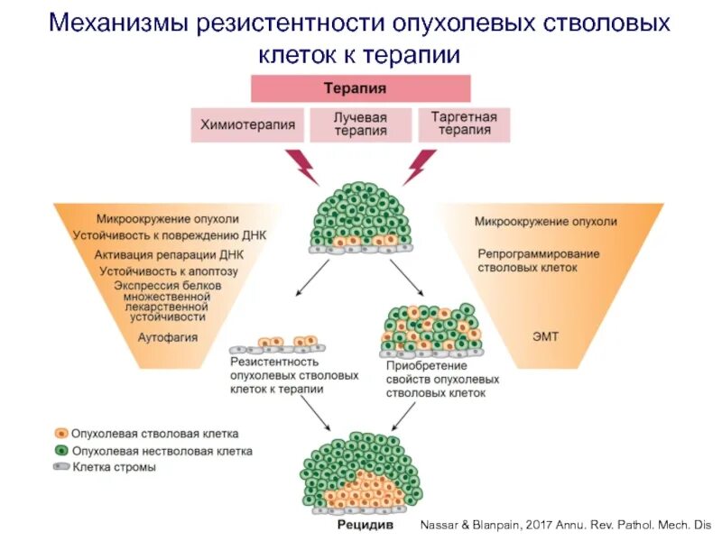 Схема культивирование стволовых клеток это. Механизмы резистентности к противоопухолевой терапии. Схема получения препаратов стволовых клеток. Механизмы резистентности опухоли к терапевтическим воздействиям..