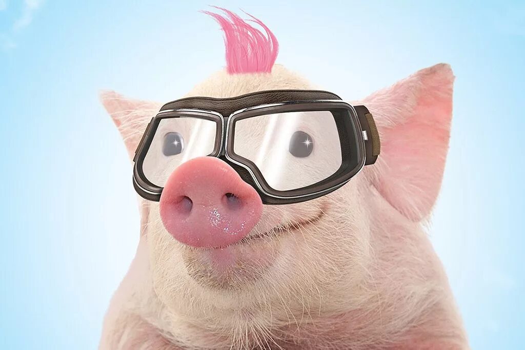 Смешные свинки картинки. Свинья в очкахках. Свинеа в очках. Поросенок в очках. Смешные свинки.