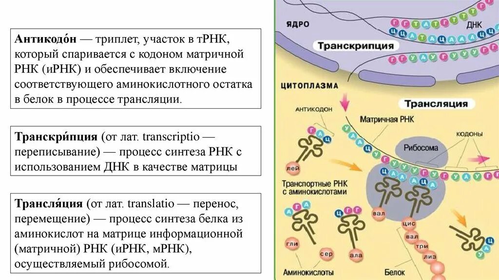 Трансляция атф. Транскрипция и трансляция Биосинтез белка. Биосинтез белка репликация транскрипция трансляция.