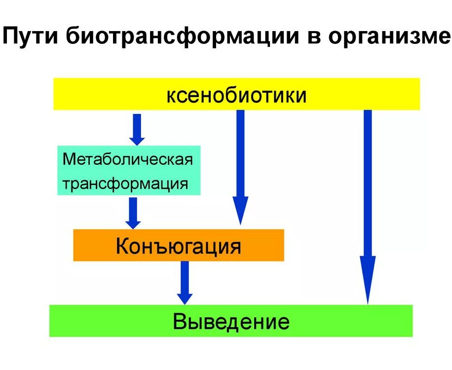 Ксенобиотики в организме. Биотрансформация ксенобиотиков. Схема метаболизма ксенобиотиков. Фазы метаболизма ксенобиотиков. Схема биотрансформации ксенобиотиков.