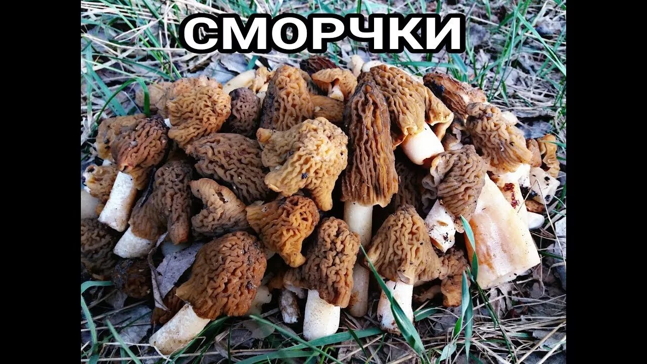 Сбор сморчков. Гриб строчок и сморчок. Сморчок и сморчковая шапочка. Сморчки от строчков. Сморчок строчок сморчковая шапочка.