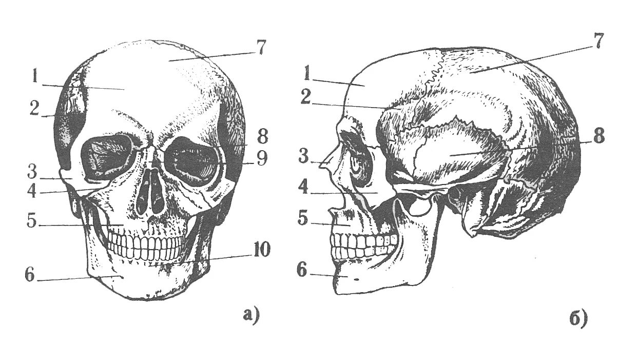 Кости скелета головы человека анатомия. Череп спереди схема. Строение черепа человека кости черепа. Череп скелета сбоку. Назови кости черепа
