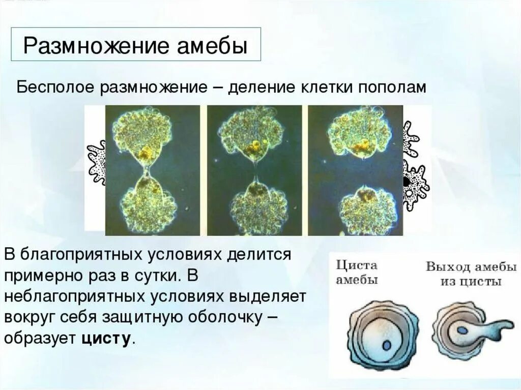 При наступлении неблагоприятных условий амеба. Бесполое размножение деление клетки. Амеба деление клетки. Размножение делением клетки. Размножение саркодовых.