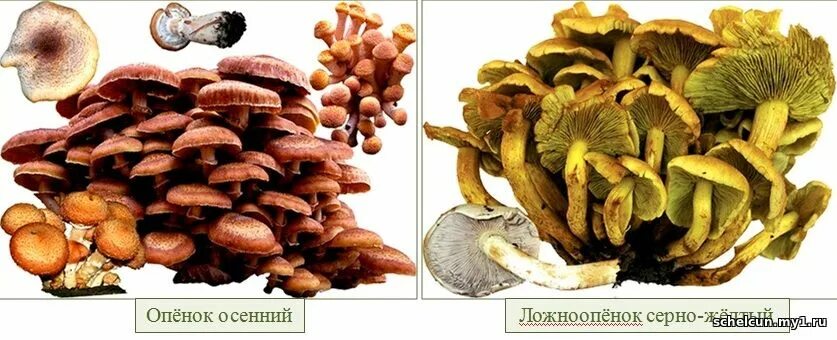 Опенок осенний и ложноопенок кирпично красный. Грибы двойники летний и ложный опенок. Двойник опенка осеннего. Опасный двойник опенка летнего и опенка осеннего. Опасный двойник гриба опенок летний.