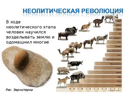 Почему неолитическая революция