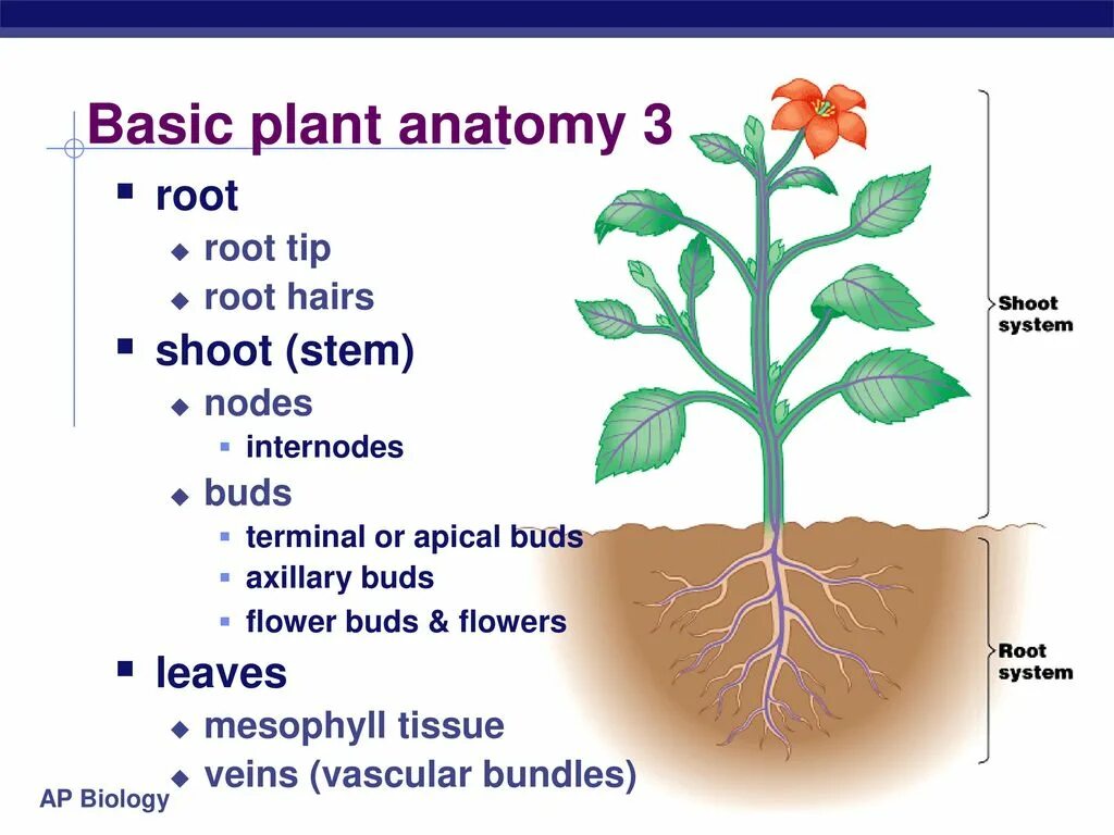 Анатомия растений. Растения на английском. Plant Biology Plant structure. Plant root.