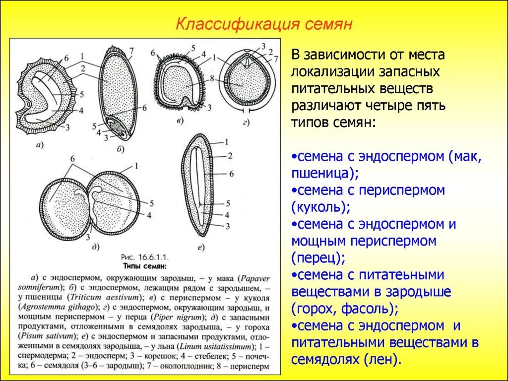 Какое строение имеют семена двудольных растений. Семена двудольных растений с эндоспермом. Семена однодольных с эндоспермом. Семена с эндоспермом строение. Семена однодольных растений с эндоспермом.