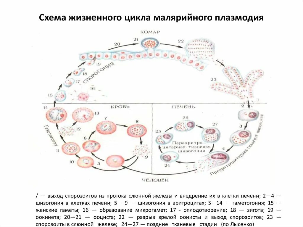 Жизненный цикл малярийного плазмодия. Цикл развития малярийного плазмодия. Цикл развития малярийного плазмодия схема. Цикл развития плазмодия малярии схема. Малярия цикл развития малярийного плазмодия