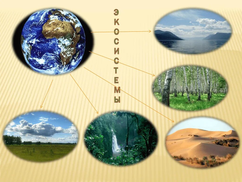 С какими природными сообществами схожа экосистема. Биогеоценоз картинки. Екосистема почовы. Властивості та характеристика екосистем. Схема агрофитоценоза.
