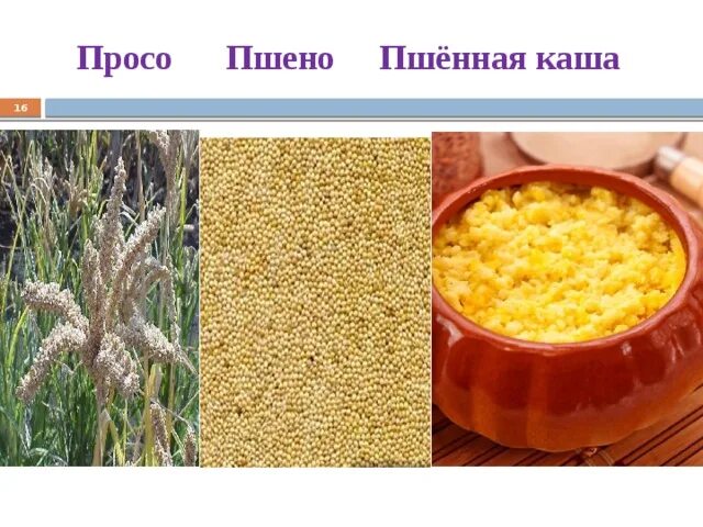 Как получается пшенная крупа. Просо пшено пшенная каша. пшенная крупа или пшеничная. пшено и пшеничная крупа. пшеничный и пшено разница.