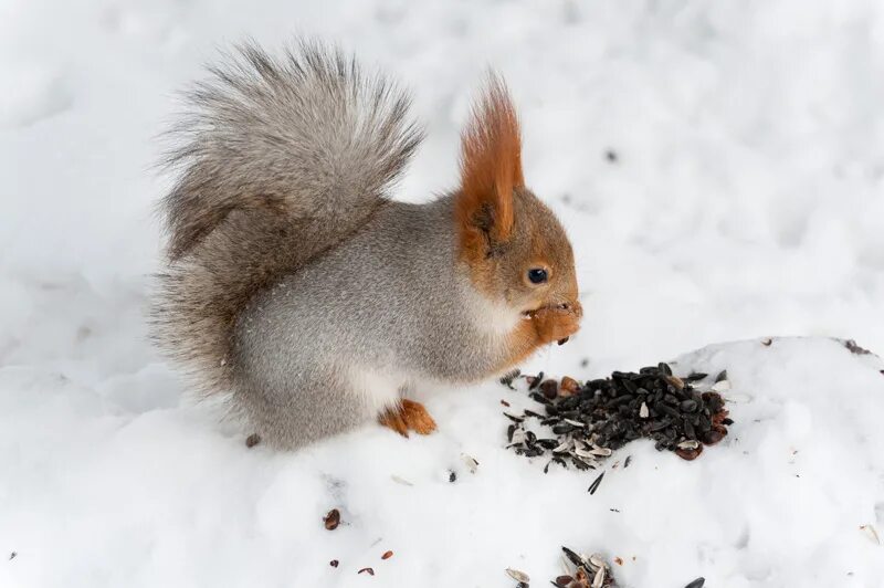 Как зимуют белки в лесу зимой. Как зимуют белки. Как белочка зимует автор. Чаплина. Как зимуют белки в лесу зимой.