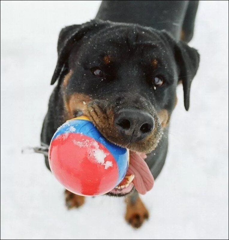 Собака в шаре. Шарик собака. Пес шарик. Собака с шарами. Пёс шарик настоящий.