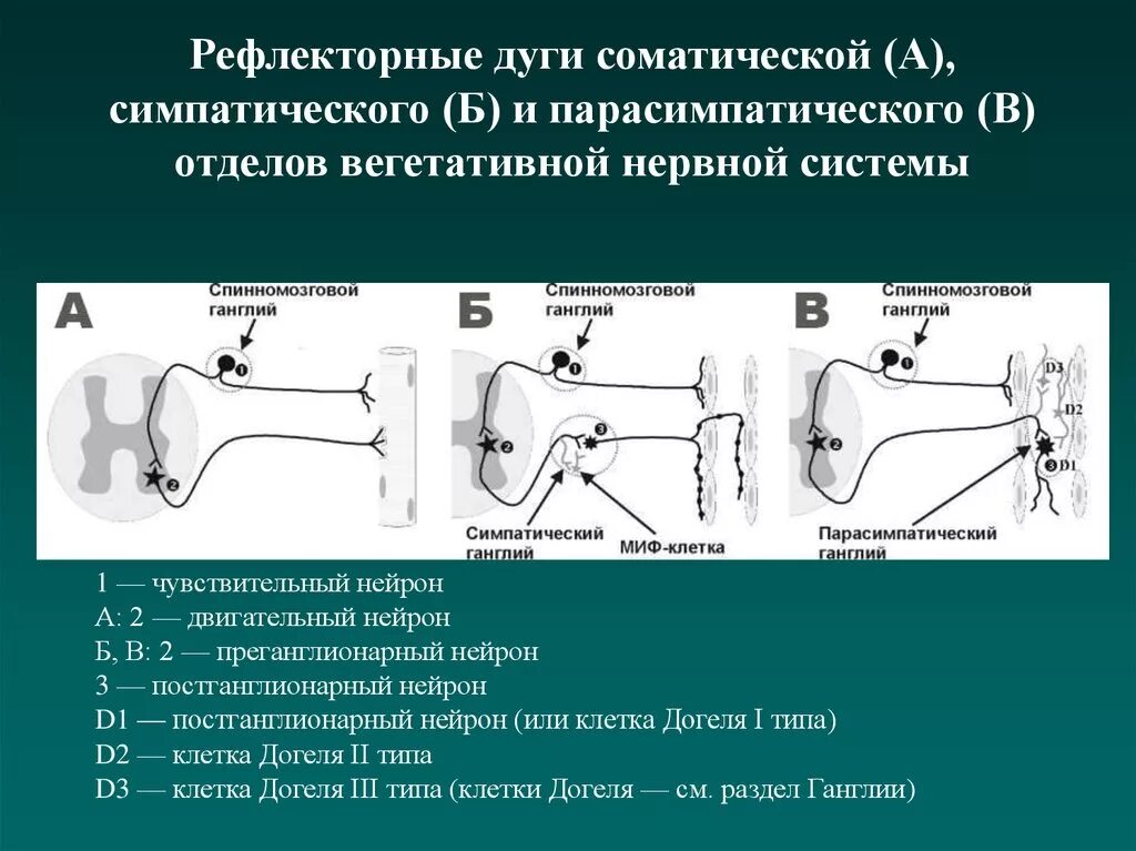 Двигательный вегетативный нейрон. Вегетативная парасимпатическая рефлекторная дуга схема. Симпатическая рефлекторная дуга схема. Рефлекторная дуга симпатической и парасимпатической нервной системы. Рефлекторная дуга симпатического рефлекса.