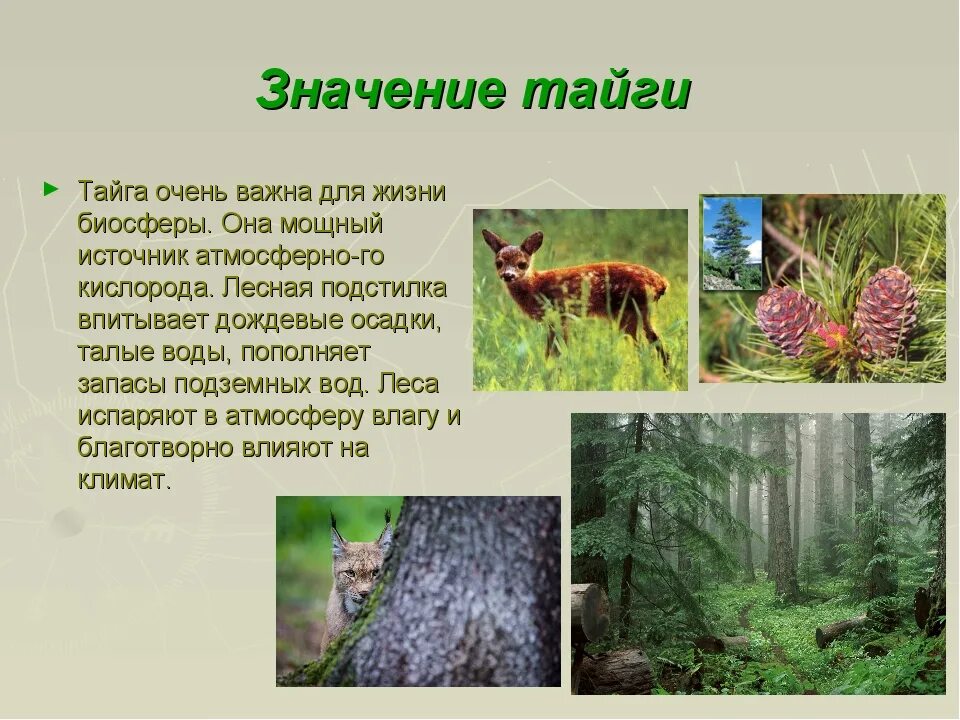 Урок 8 класс природно хозяйственные зоны тайга. Тайга презентация. Животные хвойного леса. Животный и растительный мир леса. Животные в хвойных лесах.