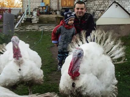 Породы индюков на мясо