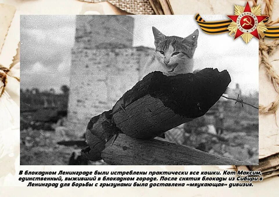 Кошки в блокаду. Какие животные спасли ленинград от инфекции. Кот великая отечественная война. Кошки спасли ленинград. Какие животные спасли ленинград от инфекции.