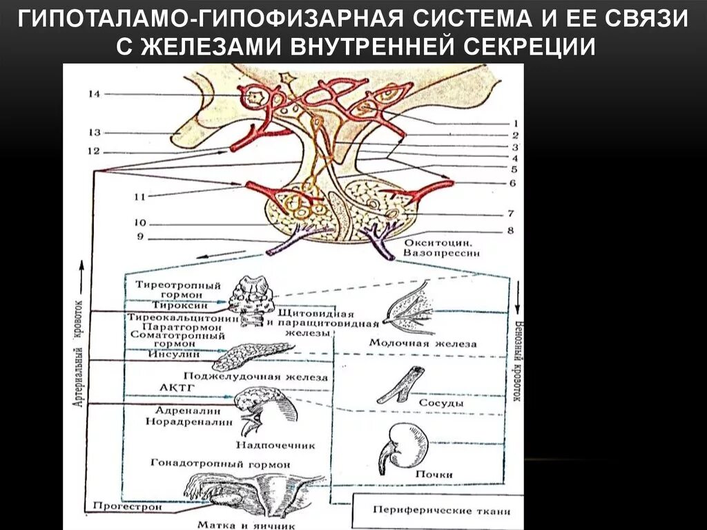 В работе гипоталамо гипофизарной системы заложен принцип. Гипоталамо-гипофизарная система функции физиология. Гландулярная эндокринная система гипоталамо-гипофизарная система. Схему связей в гипоталамо-гипофизарной системе. Функциональные связи гипоталамо-гипофизарной системы.