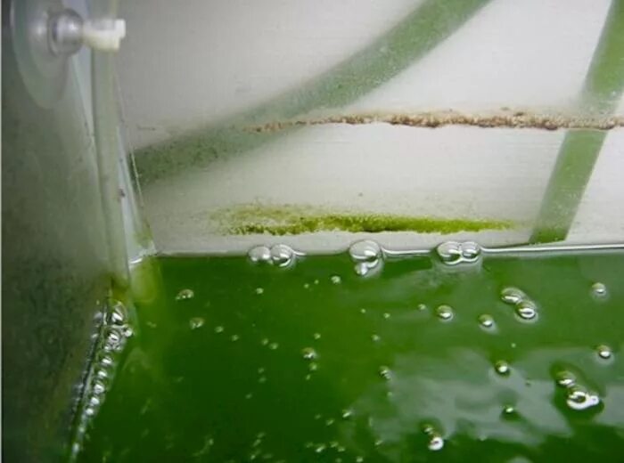Зеленые околоплодные воды