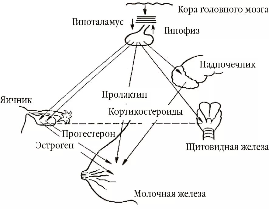 Гормональная регуляция молочной железы. Влияние гормонов на молочные железы. Гормоны женщины схема. Схема влияния гормонов у женщин. Пролактин в организме