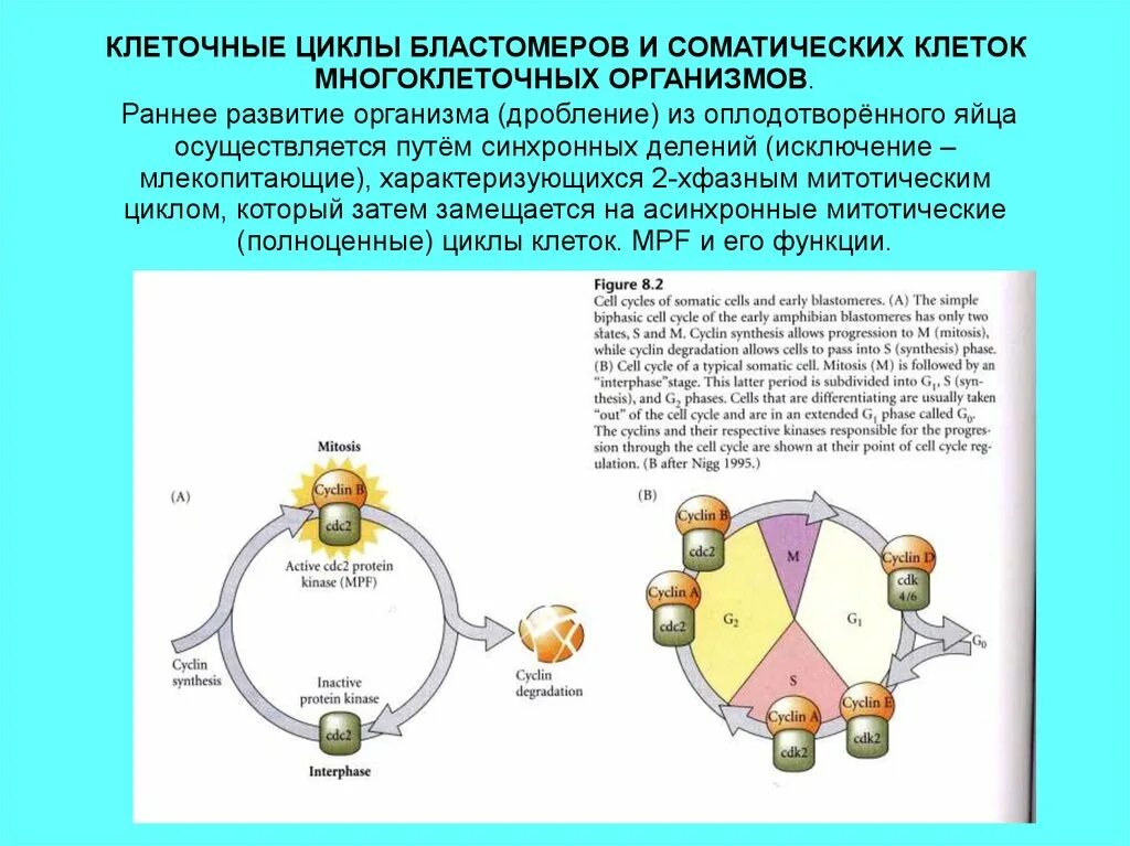 Схема клеточного цикла для бластомеров. Схема клеточного цикла дробления. Цикл развития клетки. Особенности жизненного цикла бластомеров.