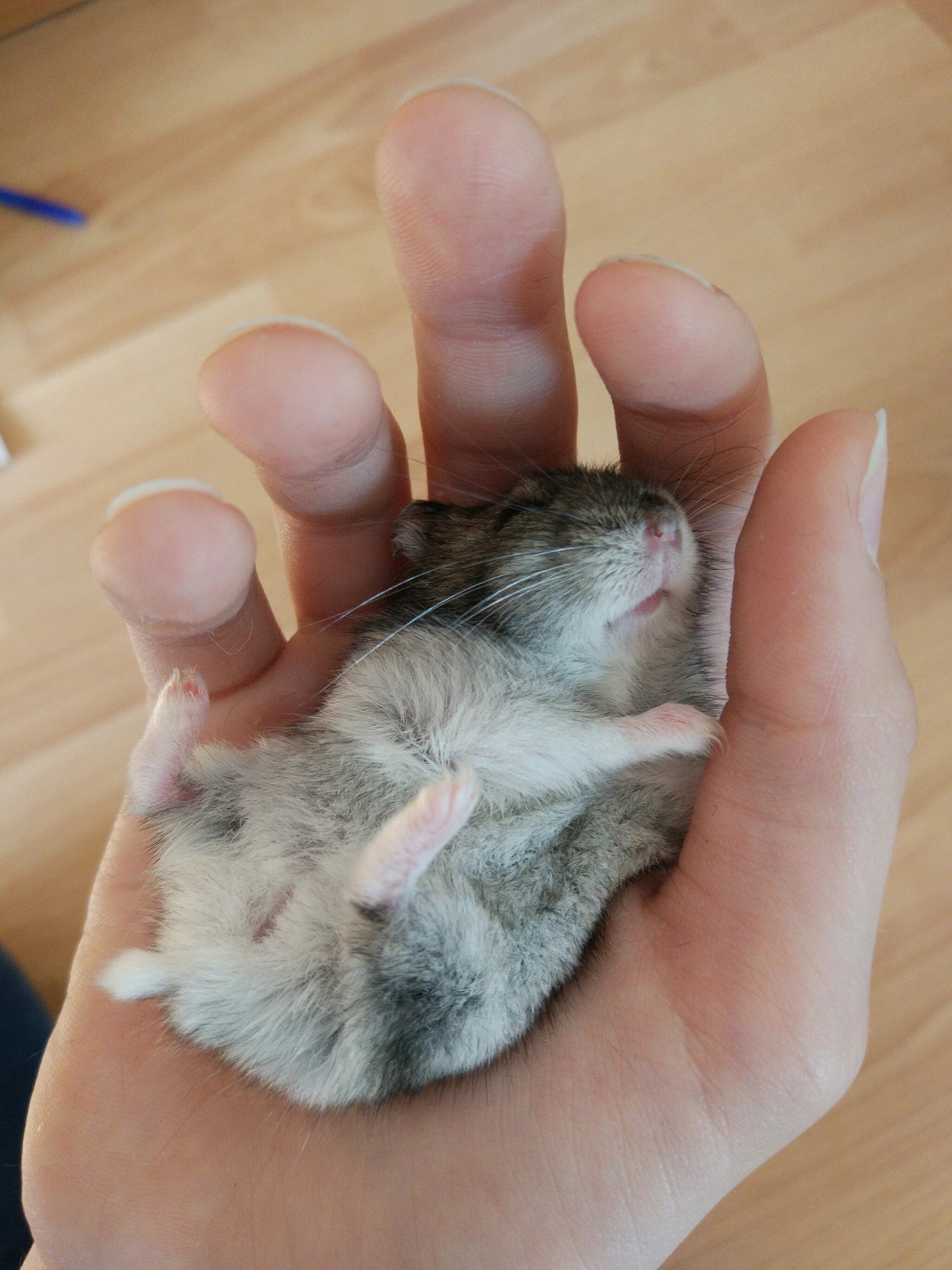 джунгарский хомячок фото. показать хомячков. четыре лапы хомяк сирийский. четыре лапы хомяк сирийский. четыре лапы хомяки.
