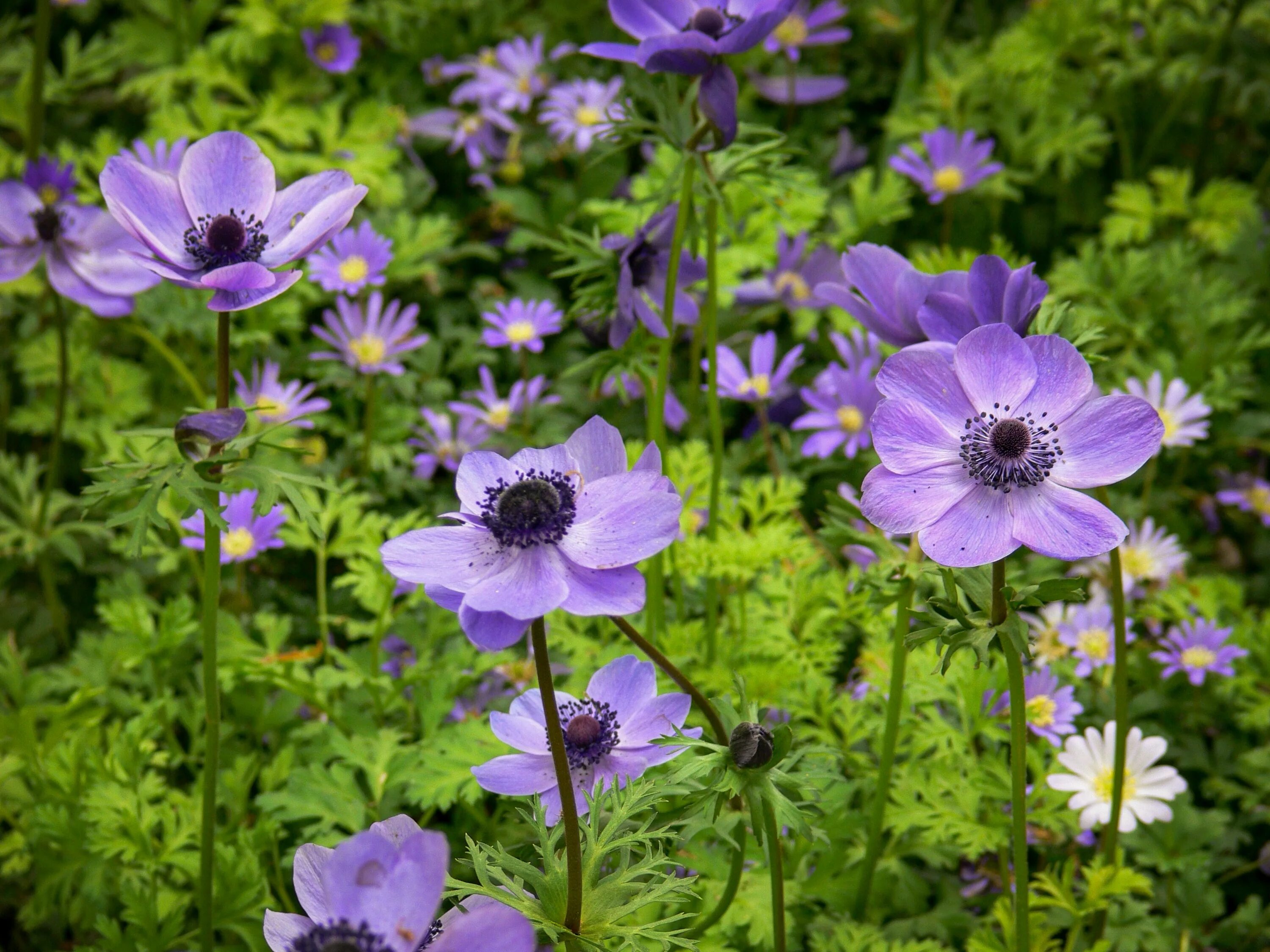 Анемона Мистер Фоккер. Ветреница корончатая (Anemone coronaria). Анемона корончатая Мистер Фоккер. Анемона де Каен. Анемона цветок многолетник